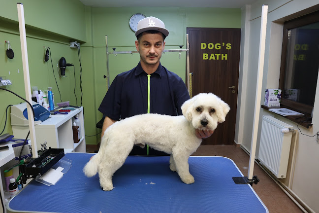 Opinii despre ChicDog - Salon Canin Timisoara, Frizerie Canina, Salon Tuns Caini în <nil> - Salon de înfrumusețare