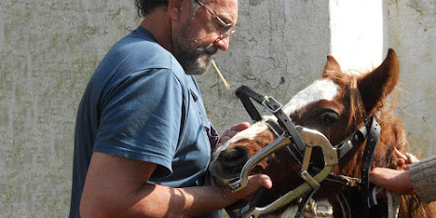 Pol Jaspart - Dentiste équin et ostéopathe équin