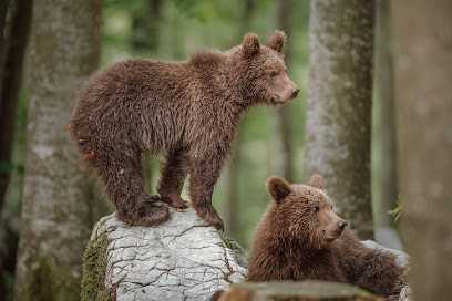Bear Watching Slovenia - Meet the Wildlife