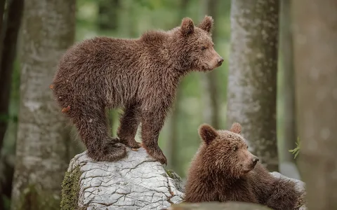 Bear Watching Slovenia - Meet the Wildlife image