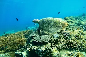 Blueoceandive - Snorkeling & Diving Bali image
