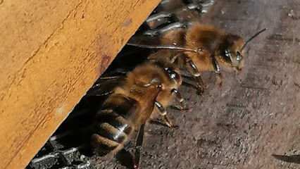 Ruchapi apiculteur à Neuvic