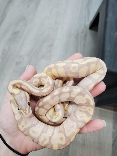 Pet Store «Bluewater Zoo Exotic Aquariums & Reptiles», reviews and photos, 159 Miracle Strip Pkwy SE, Fort Walton Beach, FL 32548, USA