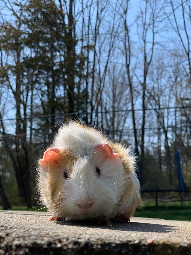 Pet Supply Store «PetSmart», reviews and photos, 145 Promenade Blvd, Bridgewater, NJ 08807, USA