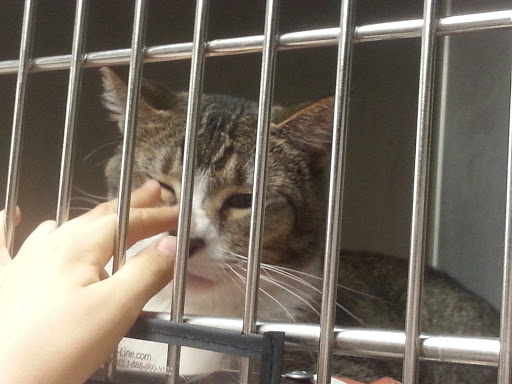 Pet Supply Store «Petco Animal Supplies», reviews and photos, 17132 W Colfax Ave, Golden, CO 80401, USA