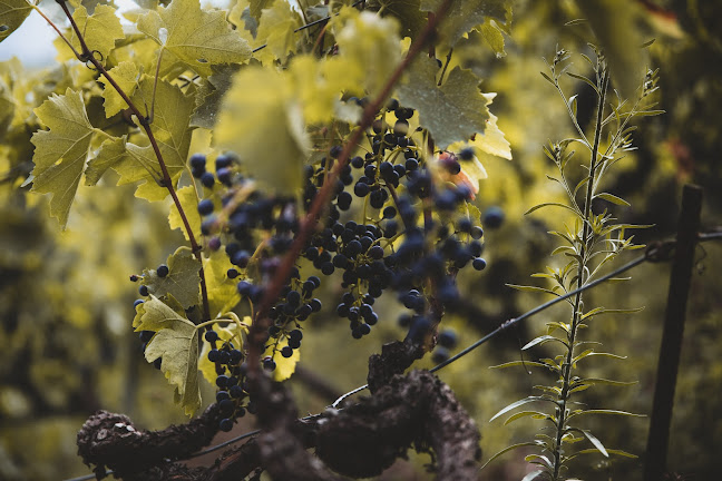 Domaine Julien Guillon - Bioladen