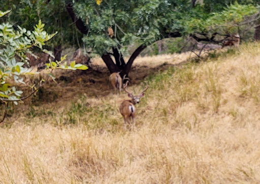 Nature Preserve «Effie Yeaw Nature Center», reviews and photos, 2850 San Lorenzo Way, Carmichael, CA 95608, USA