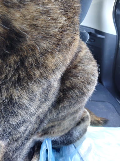 Pet Supply Store «PetSmart», reviews and photos, 7765 Airport Blvd #901, Mobile, AL 36608, USA