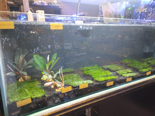 Tropical Fish Store «C K Fish World», reviews and photos, 410 N Azusa Ave, West Covina, CA 91791, USA