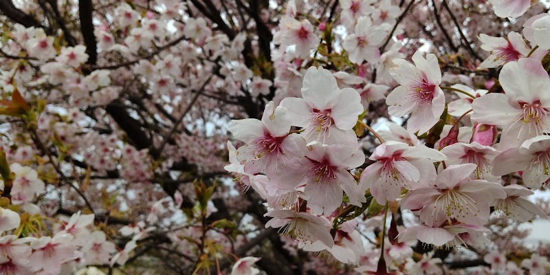 物流センター前の早咲き桜