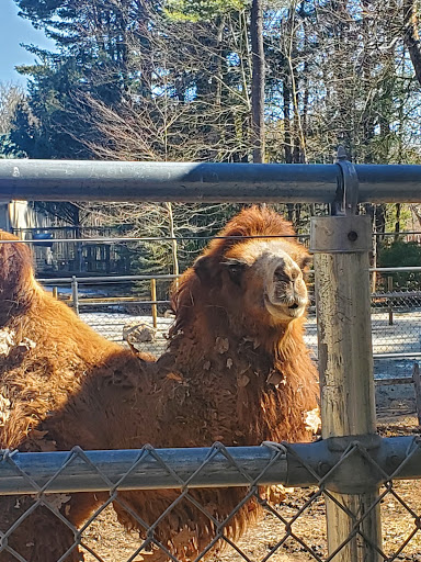 Zoo «Charmingfare Farm», reviews and photos, 774 High St, Candia, NH 03034, USA
