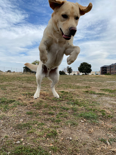 Clínica Veterinaria Albeitar Hervencias en Ávila‎