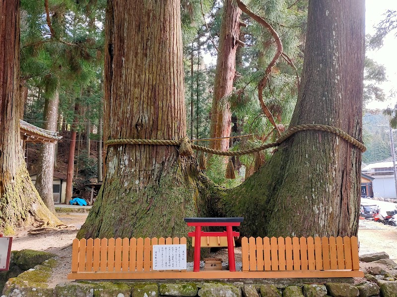 連理の杉(夫婦杉)