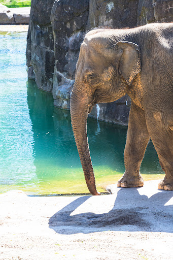 Tourist Attraction «Elephant Trails», reviews and photos, 3001 Connecticut Ave NW, Washington, DC 20008, USA