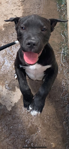 Animal Shelter «Humane Society of El Paso», reviews and photos