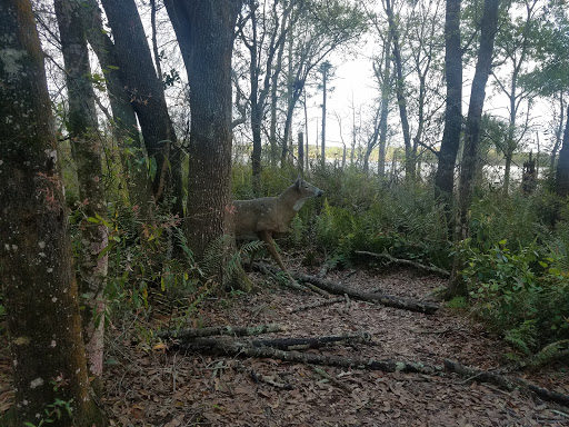 Park «Lake Rogers Park», reviews and photos, 9010 N Mobley Rd, Odessa, FL 33556, USA