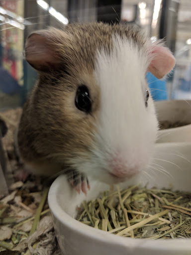 Pet Supply Store «Petco Animal Supplies», reviews and photos, 1018 Mt Prospect Plaza, Mt Prospect, IL 60056, USA