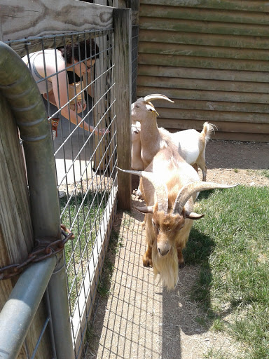 Zoo «Tupelo Buffalo Park & Zoo», reviews and photos, 2272 Coley Rd, Tupelo, MS 38801, USA