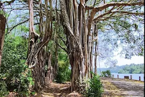 Kaithakody big banyan tree(kaithakody) image