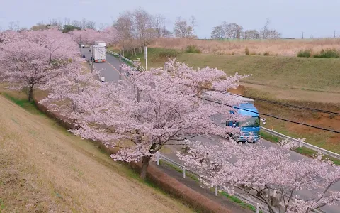 Sanrizuka Sakura-no-oka image