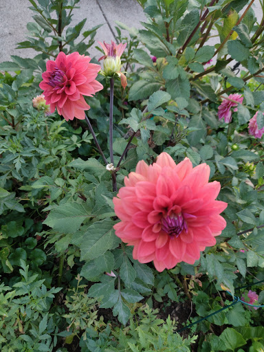 Market «Westville Quality Market», reviews and photos, 243 Alden Ave, New Haven, CT 06515, USA