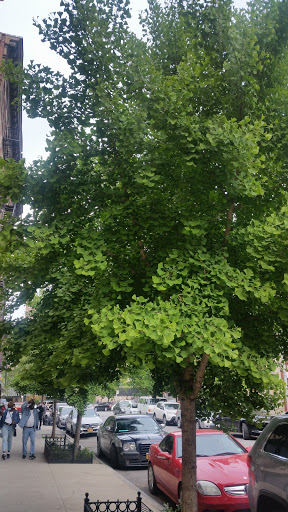 Community Center «Manhattanville Community Center», reviews and photos, 530 W 133rd St, New York, NY 10027, USA