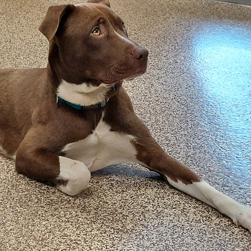 Animal Protection Organization «Charleston Animal Society», reviews and photos