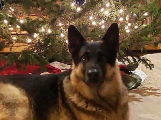 Motorcycle Dealer «Ledgewood Powersports», reviews and photos, 1368 US-46, Ledgewood, NJ 07852, USA