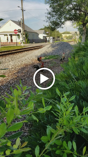 Coffee Shop «The Blind Tiger Cafe - Ybor City - Coffee Shop», reviews and photos, 1901 E 7th Ave, Tampa, FL 33605, USA