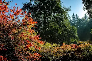 The Yorkshire Arboretum image