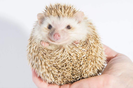 Sugar And Spice Hedgies