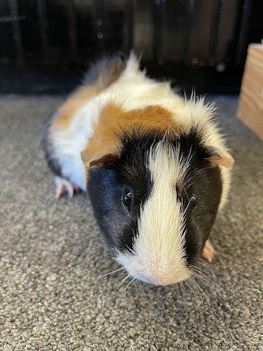 Bird Shop «Bird House», reviews and photos, 1020 NJ-18 E, East Brunswick, NJ 08816, USA