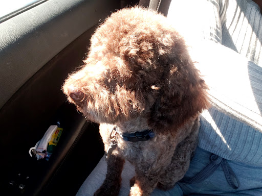 Pet Supply Store «Petco Animal Supplies», reviews and photos, 1500 N Town E Blvd, Mesquite, TX 75150, USA