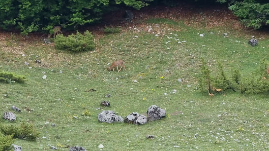 Macchia di Sécina Campo di Giove, 67030 Campo di Giove AQ, Italia