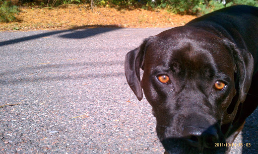 Golf Club «Virginian Golf Club», reviews and photos, 22512 Clubhouse Ridge, Bristol, VA 24202, USA