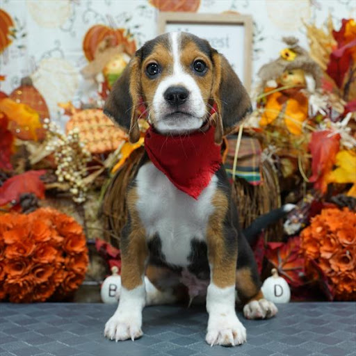 Pet Store «Pet Planet», reviews and photos, 11968 S Redwood Rd, Riverton, UT 84065, USA