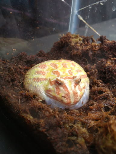 Pet Store «Animal Ark Pet Stores», reviews and photos, 33 Center St, Orem, UT 84057, USA