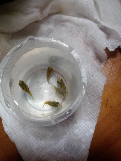 Tropical Fish Store «Aquarium Boutique», reviews and photos, 9035 Garland Rd, Dallas, TX 75218, USA