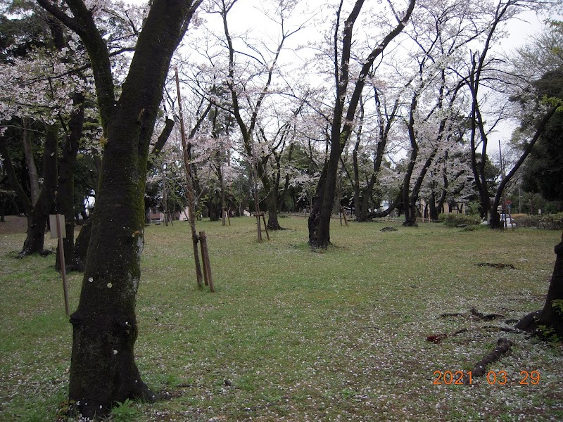 千葉公園のムスカリの花壇