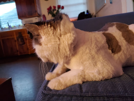 Pet Boarding Service «Ohana Pet Resort», reviews and photos, 25 N Grove St, Merritt Island, FL 32953, USA