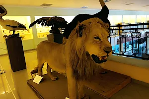Natural History Museum of Istiaia image