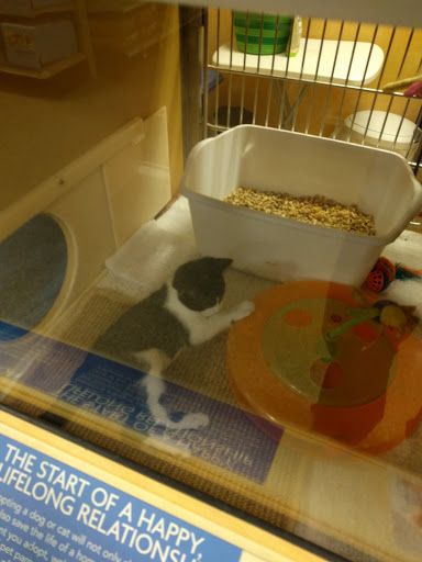 Pet Supply Store «PetSmart», reviews and photos, 1275 N Military Hwy, Norfolk, VA 23502, USA