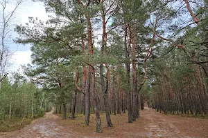 Mazowiecki Landscape Park image