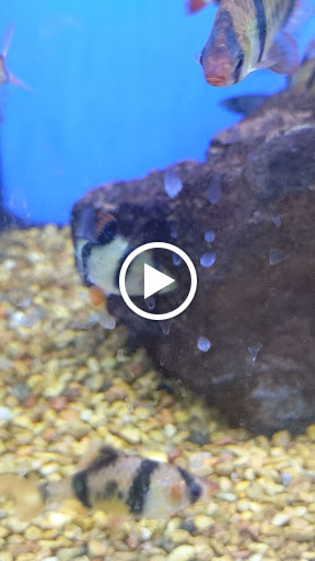 Pet Supply Store «Petco Animal Supplies», reviews and photos, 300 Hylan Dr, Rochester, NY 14623, USA