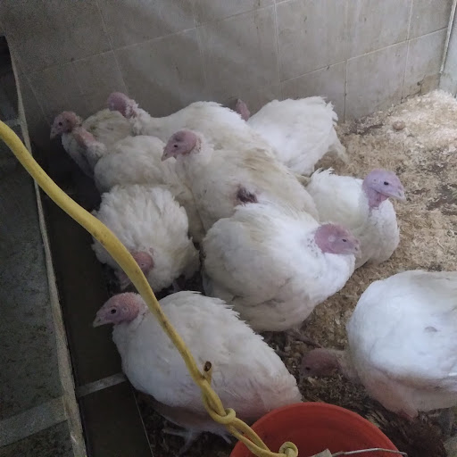 Grocery Store «Sandys Poultry Market», reviews and photos, 305 Madison Ave, Plainfield, NJ 07060, USA