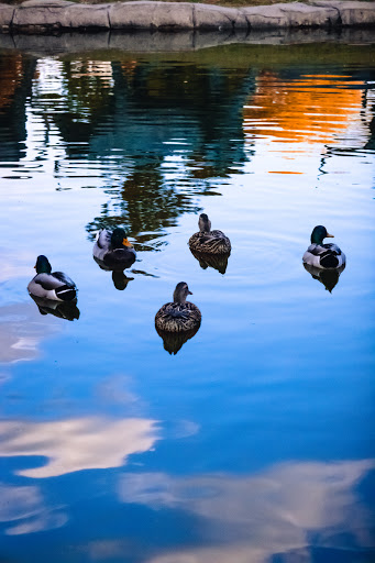 Tourist Attraction «Pioneer Plaza», reviews and photos, 1428 Young St, Dallas, TX 75202, USA