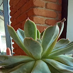 Photo n°21 de l'avis de F. fait le 13/06/2022 à 18:15 sur le  Casa Miresa à Altavilla Vicentina