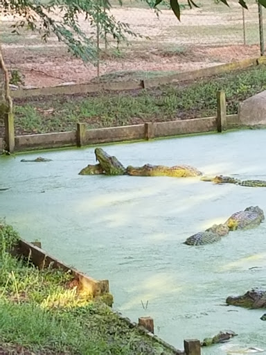 Zoo «Gators and Friends», reviews and photos, 11441 US-80, Greenwood, LA 71033, USA