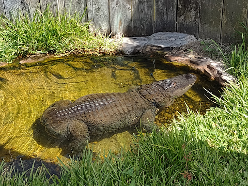 Zoo «Alligator Adventure», reviews and photos, 4604 Hwy 17 S, North Myrtle Beach, SC 29582, USA
