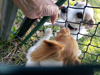 Pete's Perfect Pet Care, LLC - Photo 1 - Car repair in , St. Petersburg